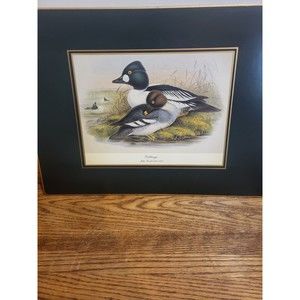 1 Place Mat Lady Clare Golden Eye John Gould England  Green Felt Back